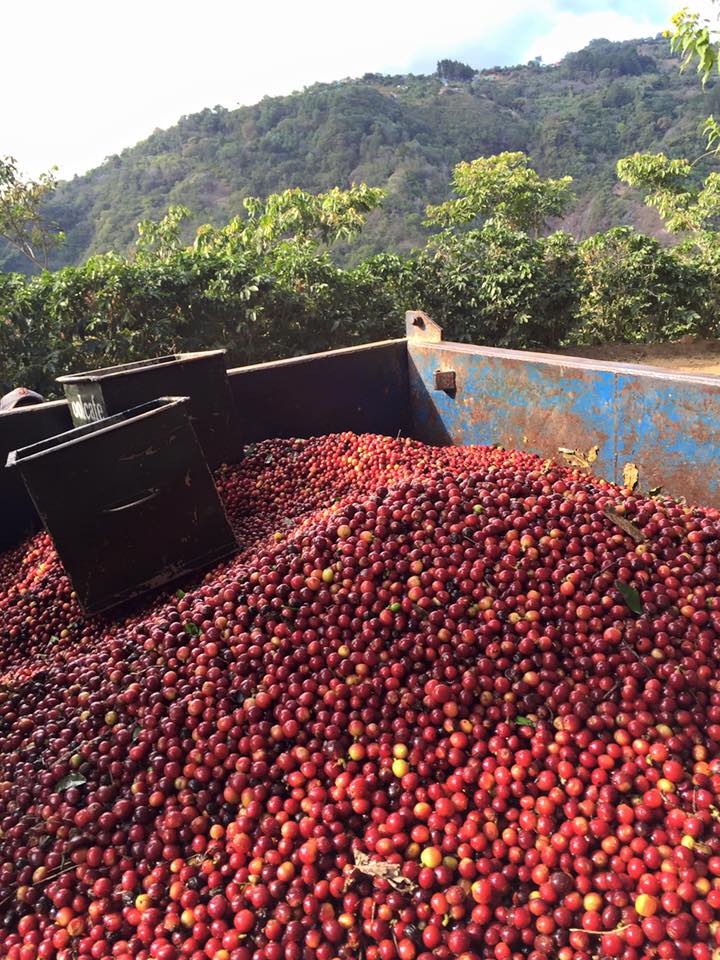 COSTA RICA La Minita