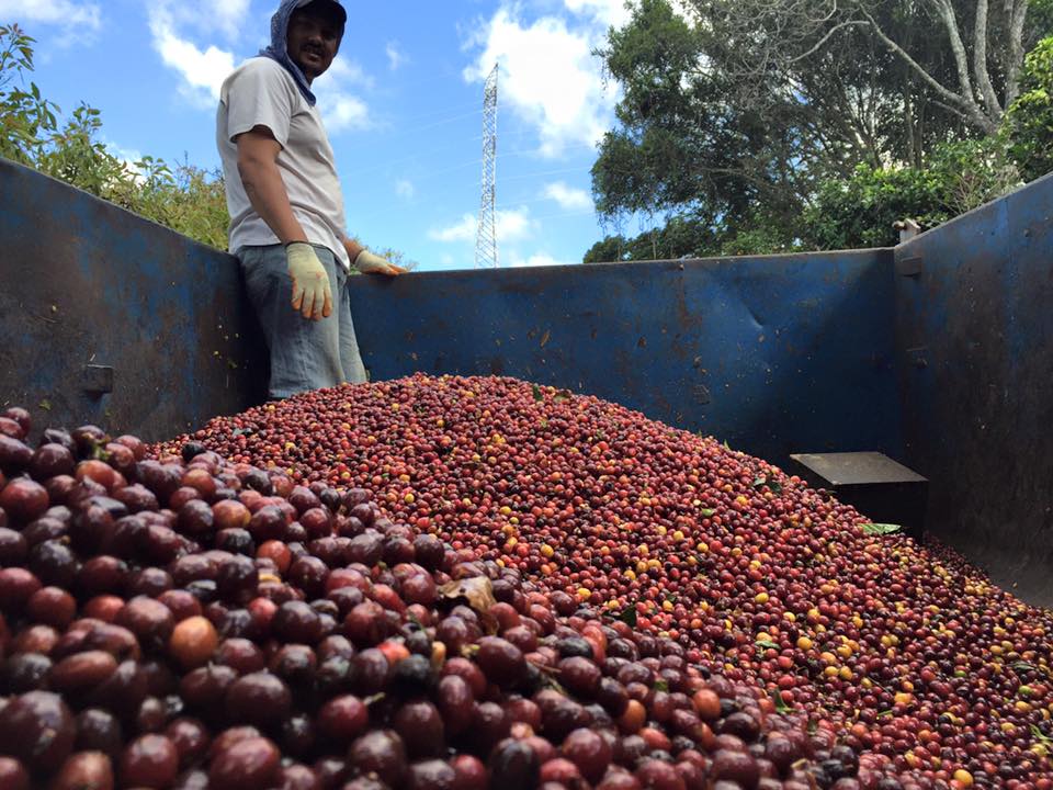 COSTA RICA La Minita