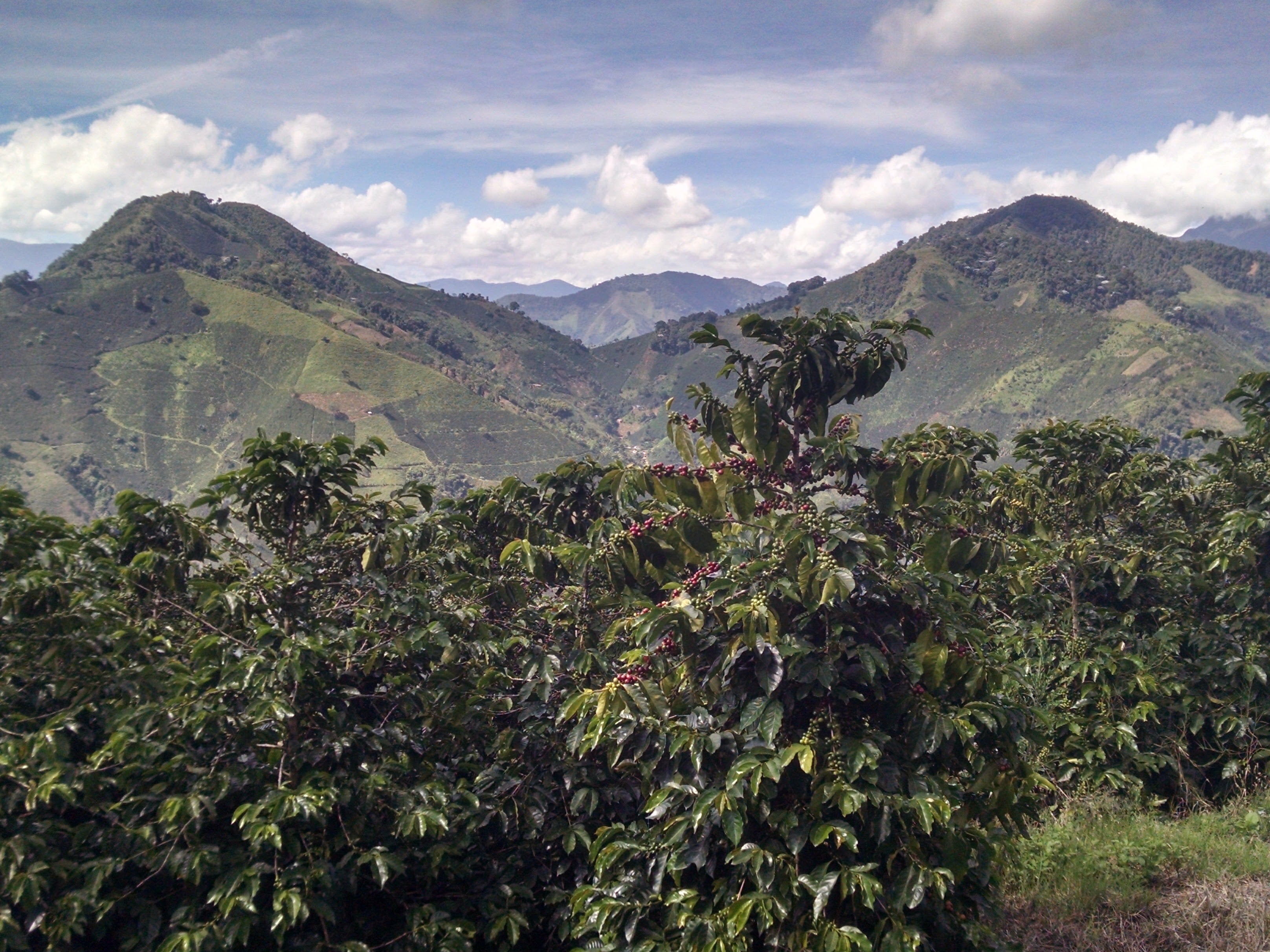 coffee farming colombia