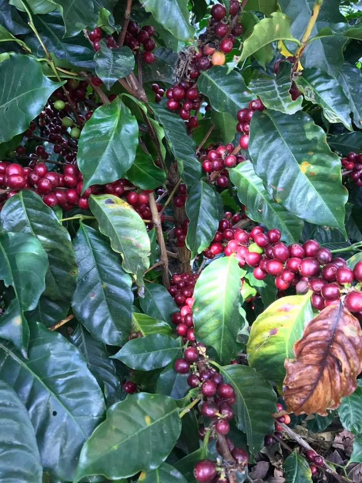 COSTA RICA La Minita