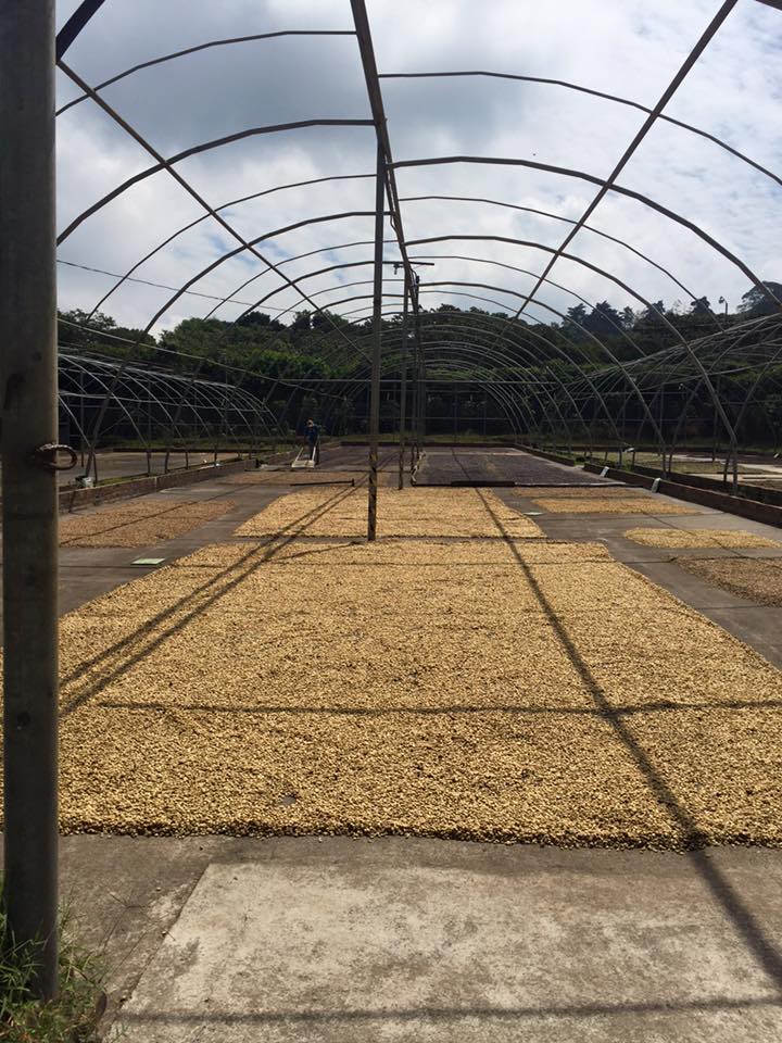 COSTA RICA La Minita