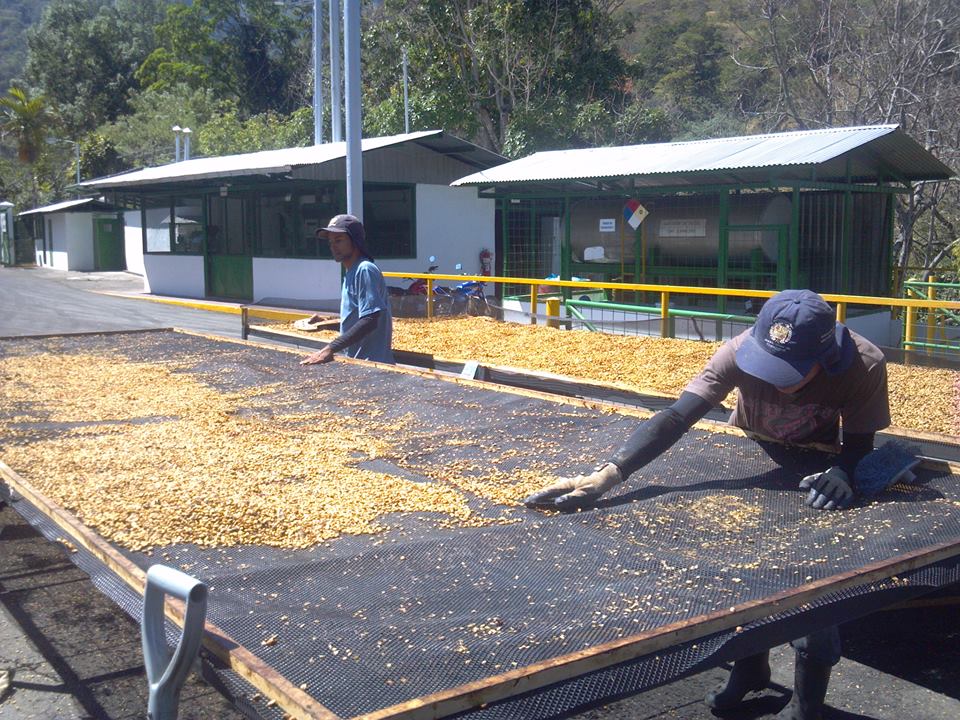 costa rica coffee farm la minita specialty coffee fosterhobbs coffee drying