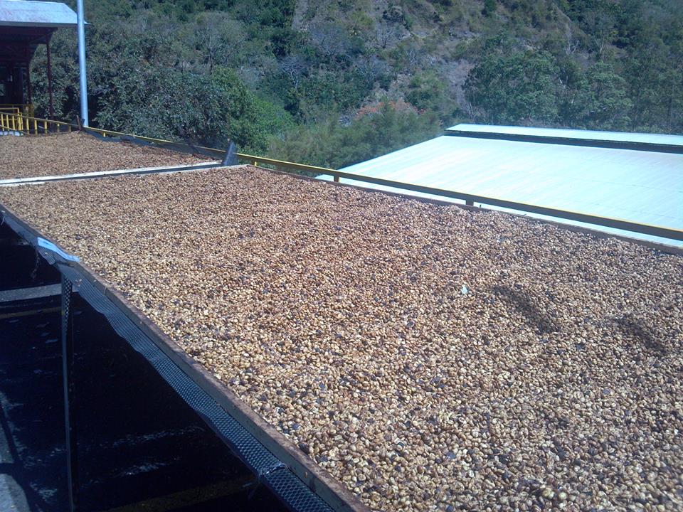 costa rica coffee farm la minita specialty coffee fosterhobbs coffee drying