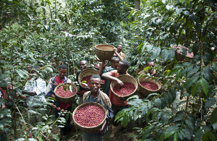 ETHIOPIA Yirgacheffe Reko