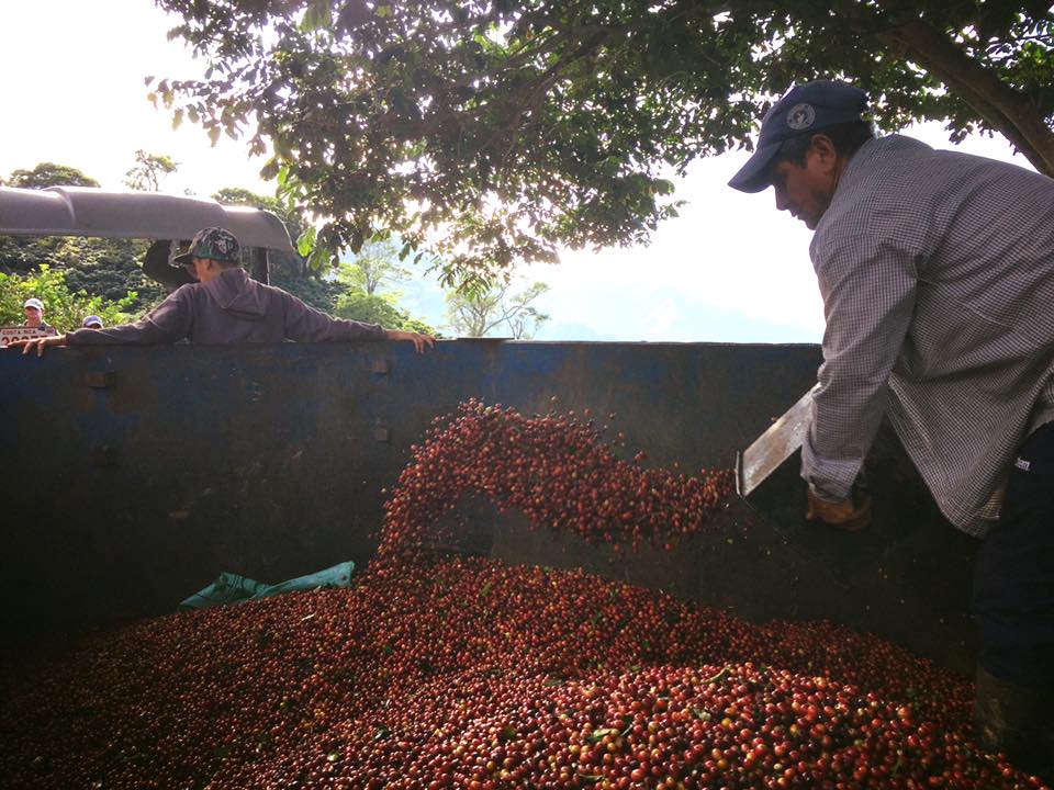 COSTA RICA La Minita