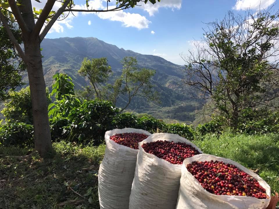COSTA RICA La Minita