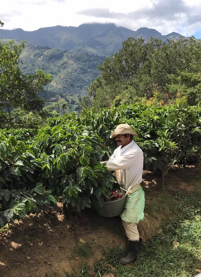 COSTA RICA La Minita