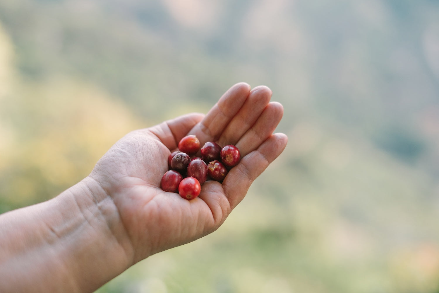 The Life Cycle of Your Fresh Coffee Beans | A Look At What It Takes to Grow Them