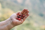 The Life Cycle of Your Fresh Coffee Beans | A Look At What It Takes to Grow Them