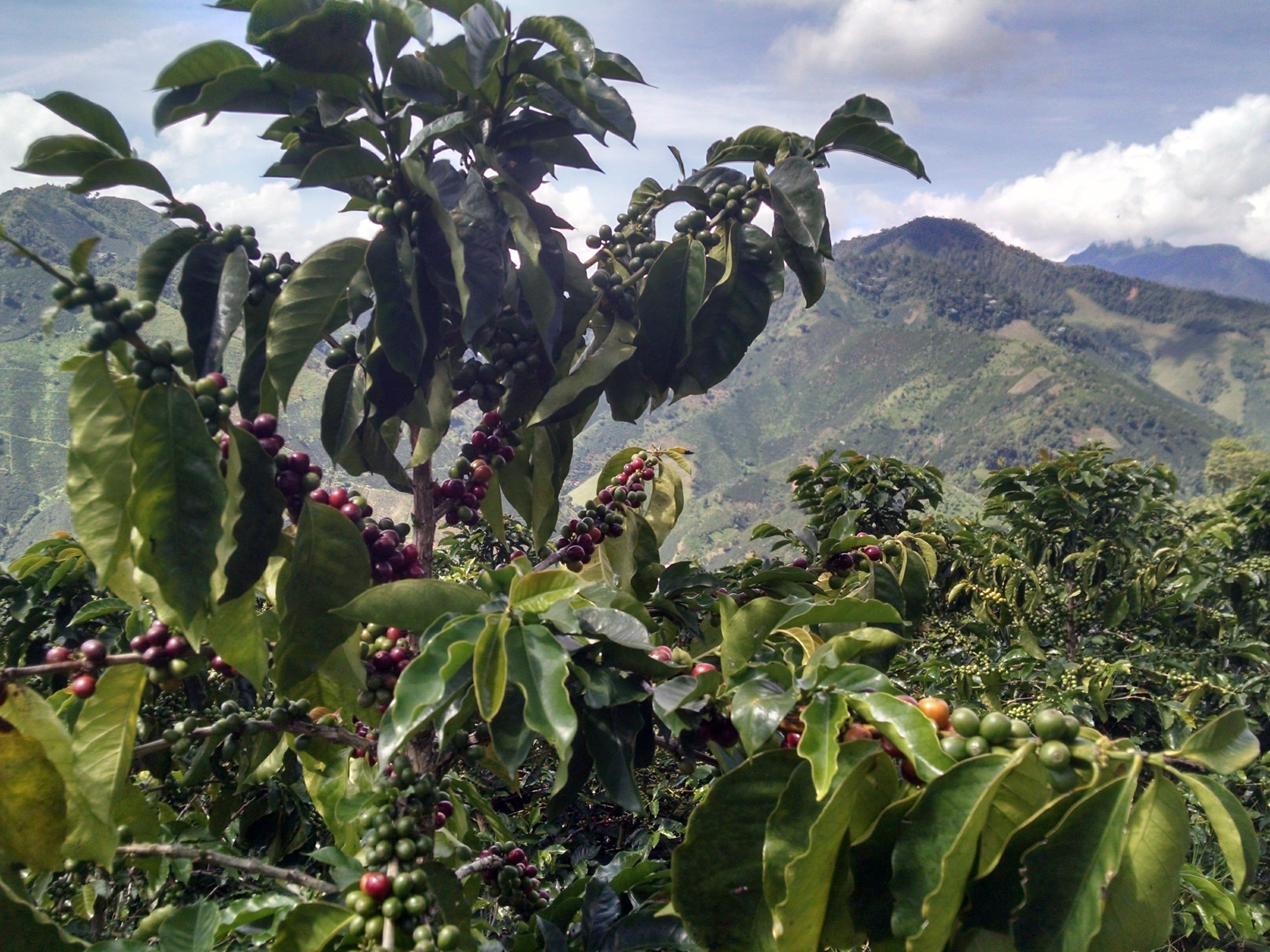 coffee cherries at coffee farm in jardin colombia