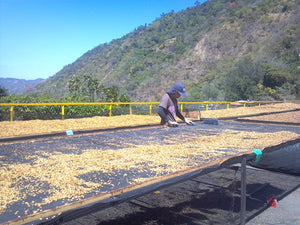 costa rica coffee farm la minita specialty coffee fosterhobbs coffee drying 