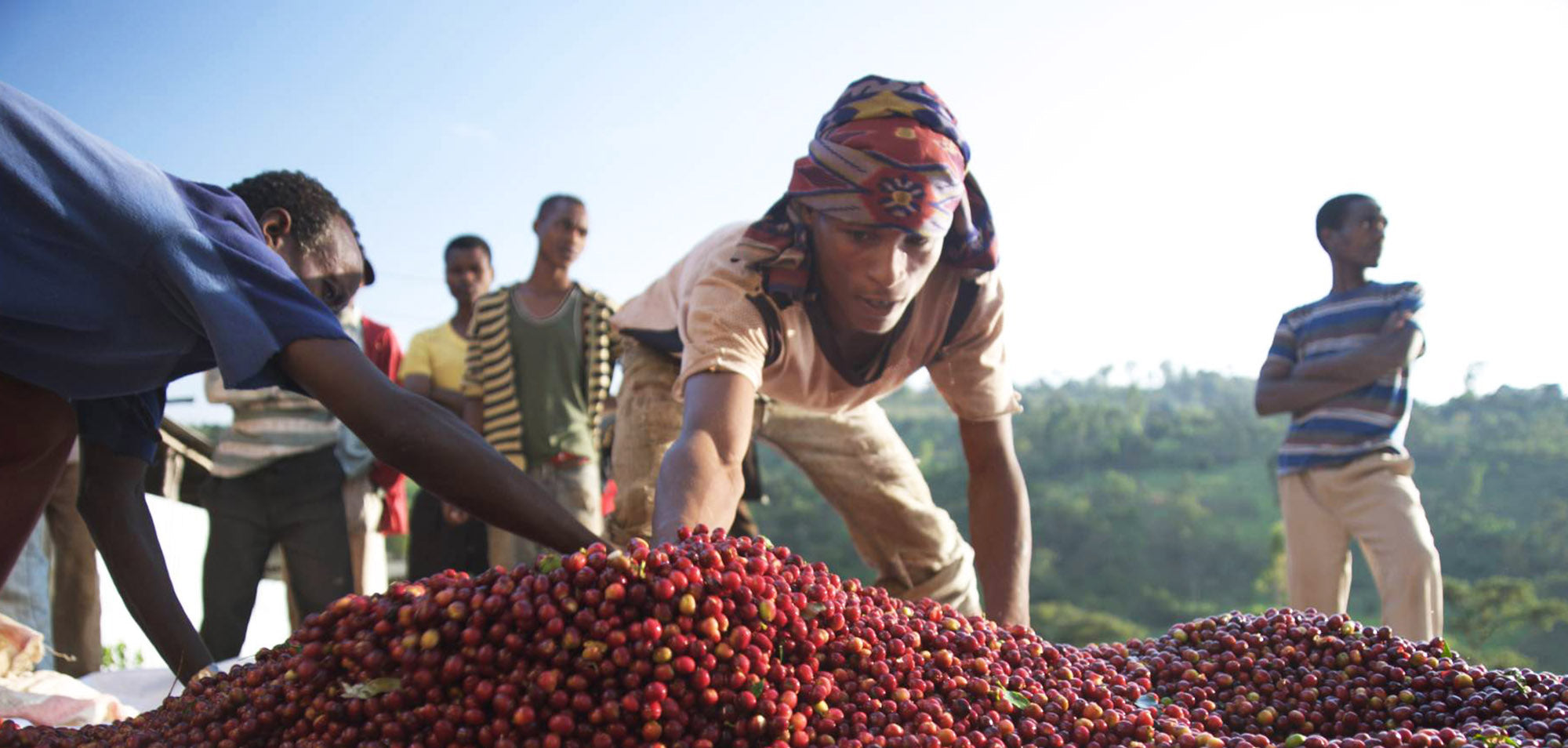 ETHIOPIA Yirgacheffe Reko