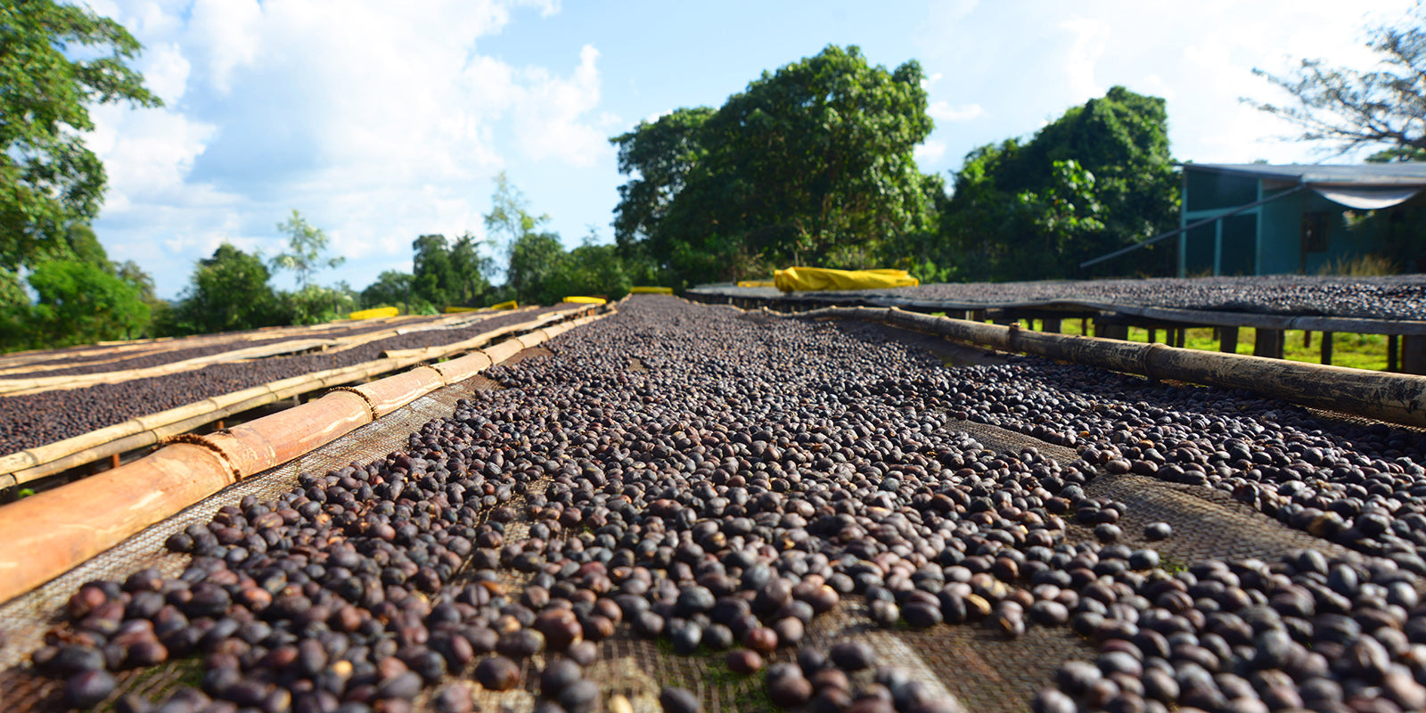 ETHIOPIA Sidamo