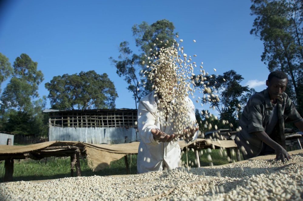 ETHIOPIA Yirgacheffe Reko