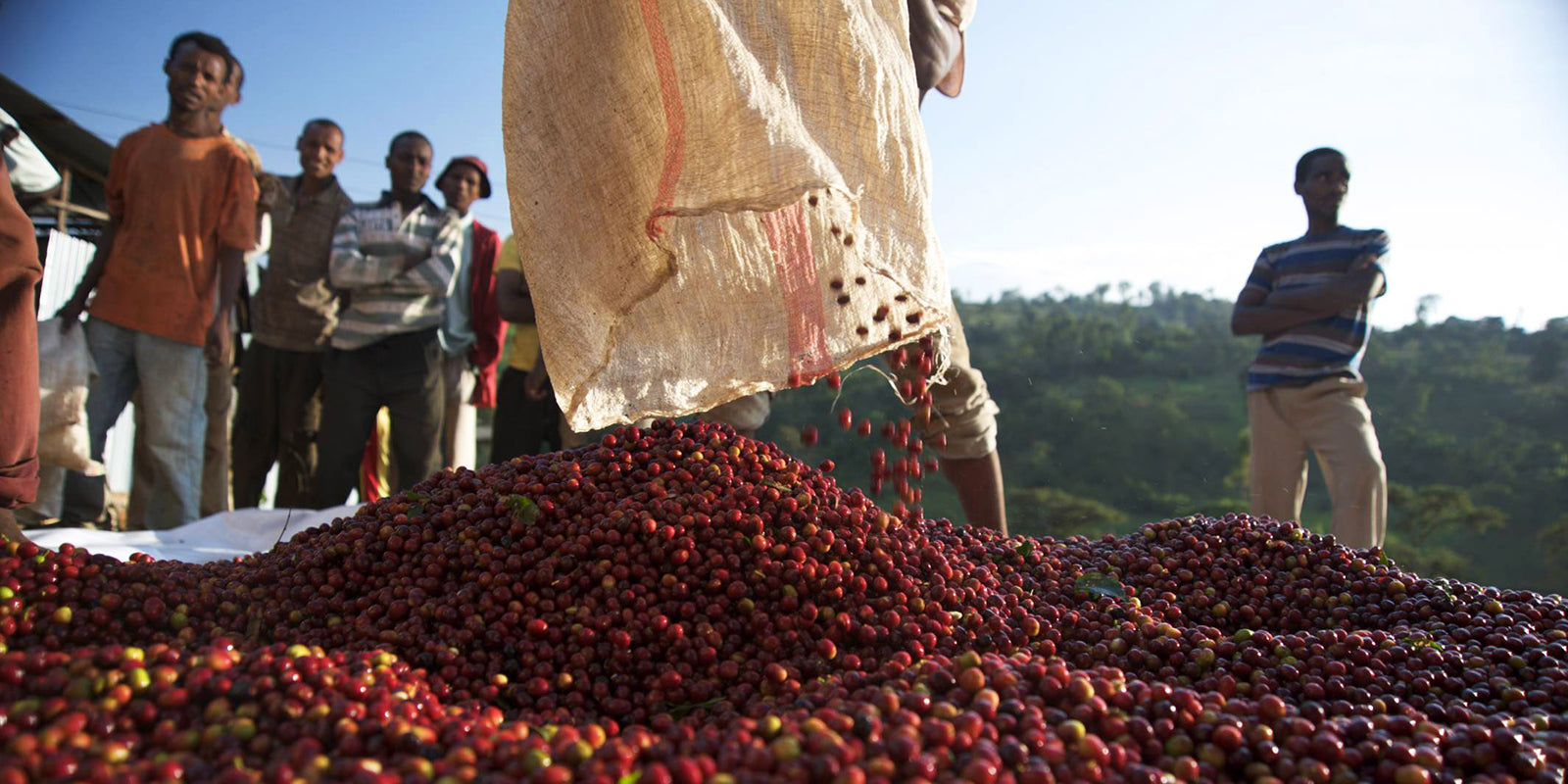 ETHIOPIA Yirgacheffe Reko